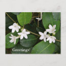 Recherche de ivy cartes postales Plante