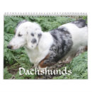 Recherche de teckel calendriers Chien