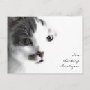Recherche de gros chat cartes postales Blanc