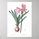Recherche de belladone Botanique