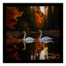 Recherche de cygnes blancs posters Pour tous