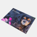 Recherche de canin photographie Animal de compagnie
