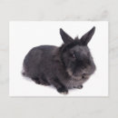 Recherche de lapin noir cartes postales Animal