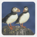 Recherche de oiseaux marins autocollants Oiseau marin