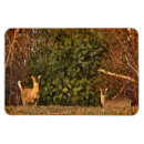 Recherche de whitetail magnets Nature