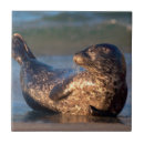 Recherche de mammifères carreaux Californie