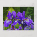 Recherche de iris photographie Jardin