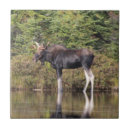 Recherche de taureaux carreaux Animaux