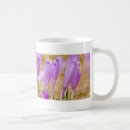 Recherche de crocus Herbe