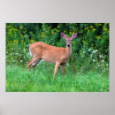 Recherche de cerfs communs de queue posters Faune