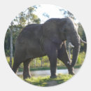 Recherche de éléphant africain autocollants Éléphants