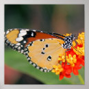 Recherche de queen posters Papillon