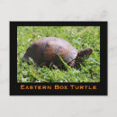 Recherche de tortue boîte cartes postales Reptile