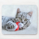 Recherche de chaton gris tapis souris Tabby