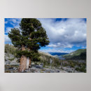 Recherche de juniper posters Californie
