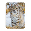 Recherche de de lynx magnets Carnivore