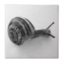 Recherche de escargot carreaux Nature