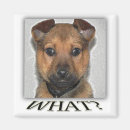 Recherche de superbe magnets Chiot