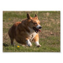 Recherche de chien corgi posters Heureux