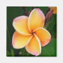 Recherche de plumeria magnets Nature