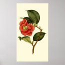 Recherche de camellia posters Floral