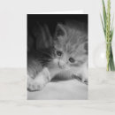 Recherche de chaton blanc vœux cartes Moelleux