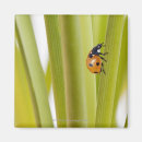 Recherche de tiges de plante Horizontal