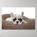 Recherche de tête taureau posters Animaux domestiques