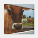 Recherche de bovin magnets Ferme