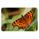 Recherche de butterflys magnets Insecte