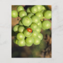 Recherche de raisins verts cartes postales Vignoble