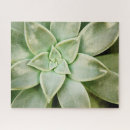 Recherche de succulent puzzles Photographie