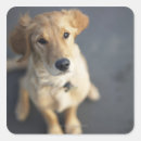 Recherche de image de chien autocollants Assis
