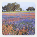 Recherche de lupin autocollants Violet