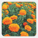 Recherche de marigold autocollants Marigot