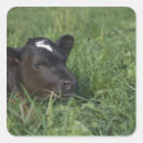 Recherche de tête vache autocollants Ferme