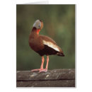 Recherche de siffleur cartes postales Canard