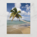 Recherche de coconut cartes postales Palmier