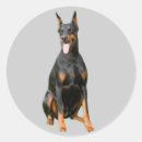 Recherche de dobermann autocollants Chien