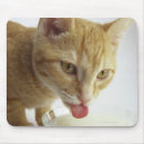 Recherche de humour animal tapis souris Plan rapproché