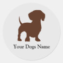 Recherche de dashund Dog