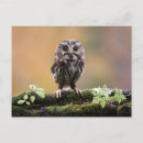 Recherche de animaux mignons cartes postales Hibou