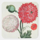 Recherche de papaver autocollants Botanique