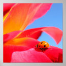Recherche de mère nature posters Coccinelle