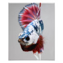 Recherche de plakat posters Poissons