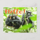 Recherche de chimpanzés cartes postales Faune