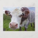 Recherche de regarder cartes postales Longueur totale