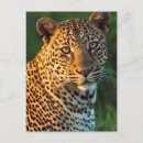 Recherche de espèce menacée cartes postales Image couleur