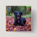 Recherche de labrador badges Animal