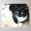 Recherche de tux posters Smoking